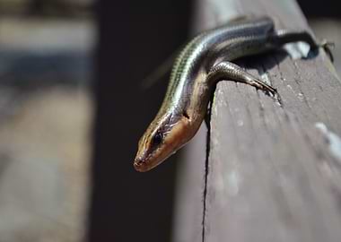 Blue Striped Skink