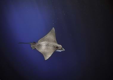 Spotted eagle ray blue sea