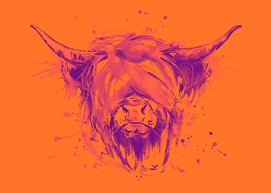 Highland Cattle Orange Pop