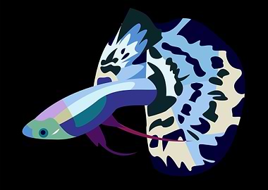 Guppy Platinum Blue Dragon