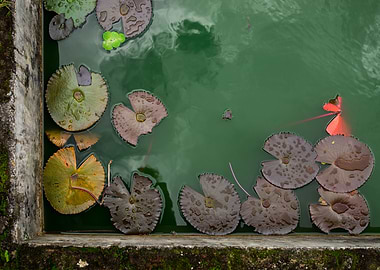 Lilies in the fountain