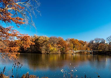 Autumn in Central Park