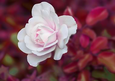 roses for holidays and gif