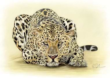 leopard