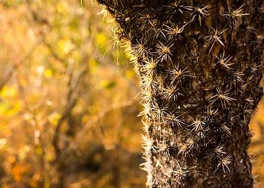 Thorny cactus
