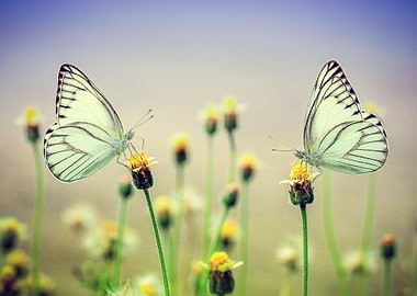 butterflies love