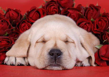 Labrador with roses