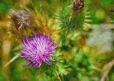 Purple Thistle
