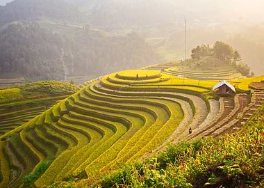 The hill of ripen rice