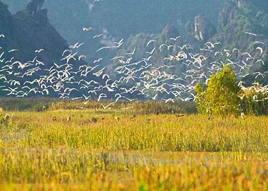 A flock of natural egrets
