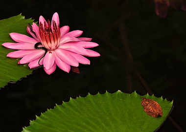 Snake and pink water lily
