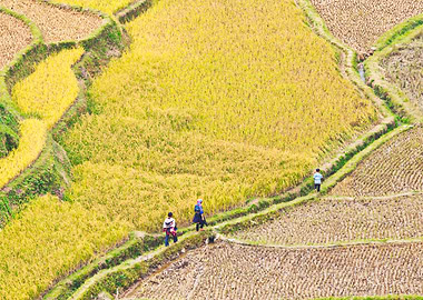 Family passing rice fields
