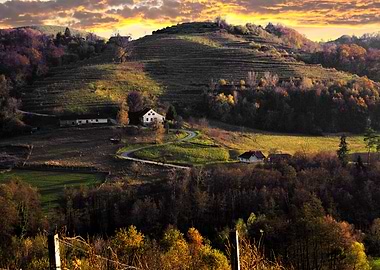Vineyard At Sunset