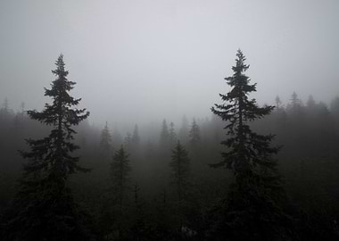 Foggy Forest
