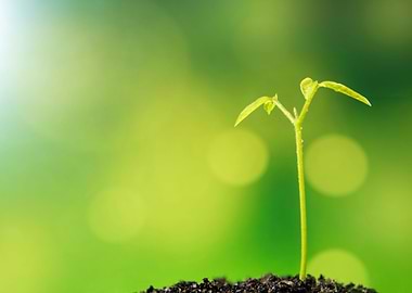 Bud leaves of young plant