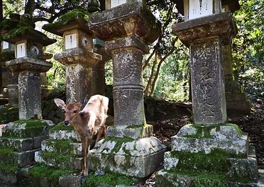 Nara Deer