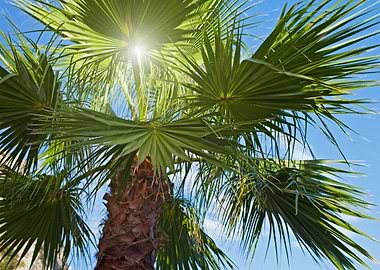 Sun rays through the palm