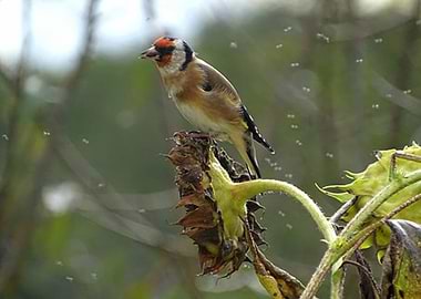A Goldfinch