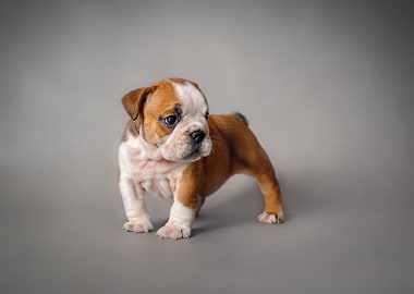English Bulldog puppy