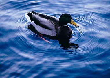 Beautiful duck