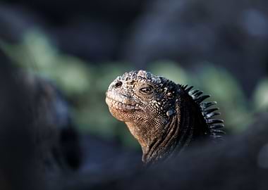 Marine Iguana