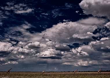 Strollin Under African Sky
