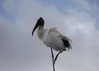 The wood stork