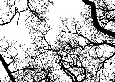 Branches