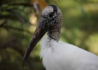 The Wood Stork