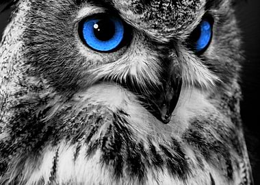 Owl lover Blue Eyes