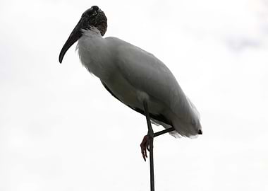 The Wood Stork