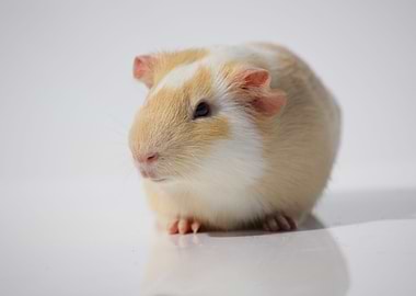 The Guinea Pig