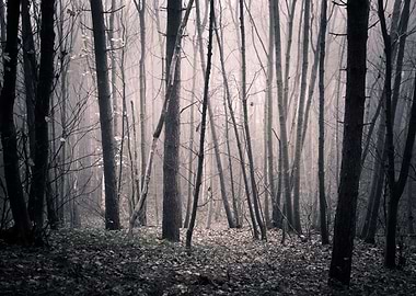 Forest fog