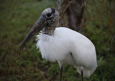 The Wood Stork