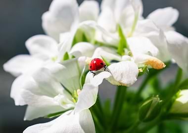 The Ladybug