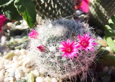 cactus with pink flower