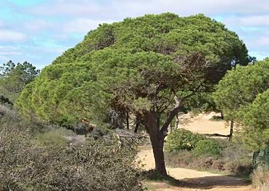 Pine tree in the dunes