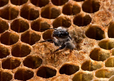 Birth of Worker Bee