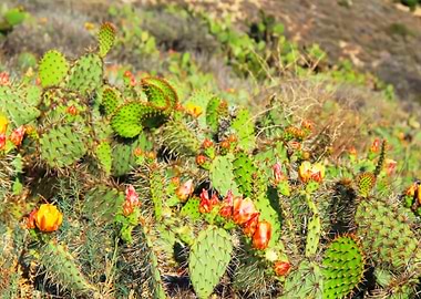 green cactus with flower