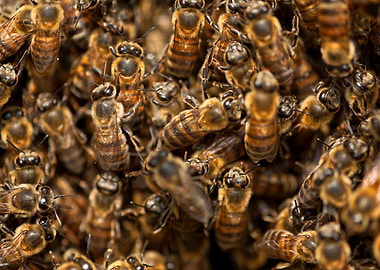 Aficanized Apis Bees