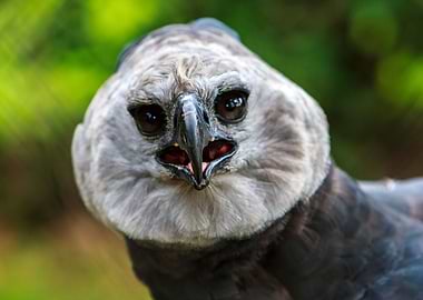 Harpy Eagle