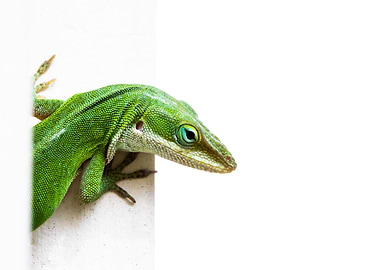 Green Lizard