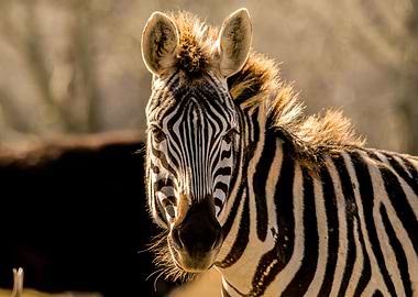 Face of a Zebra