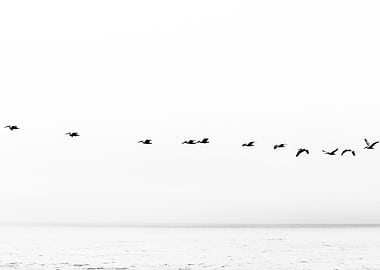 birds flying over the sea