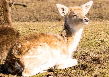 Young Fawn
