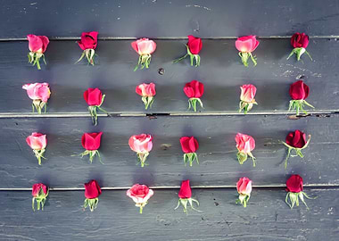 red and pink baby roses