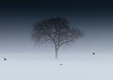 Lone tree