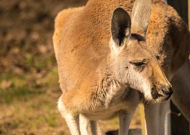 Kangaroo
