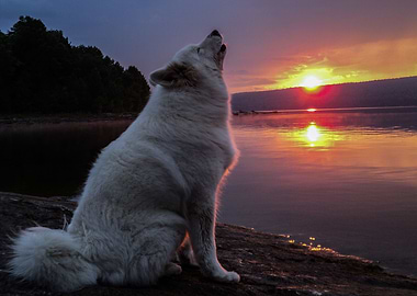 Howling at the sun set