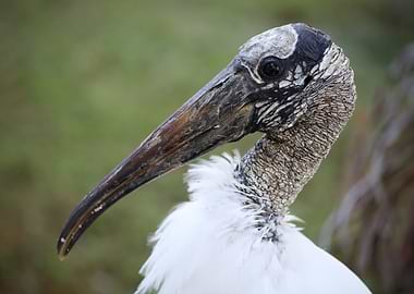 The Wood Stork